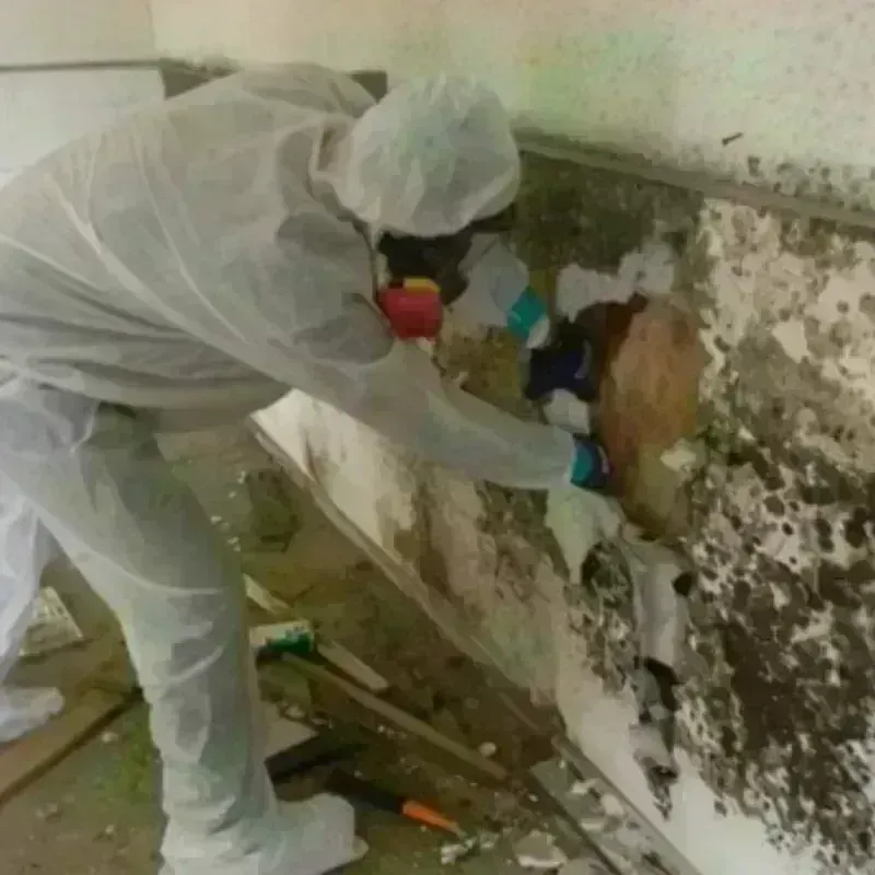 Mold Remediation and Removal in Harrison, NJ